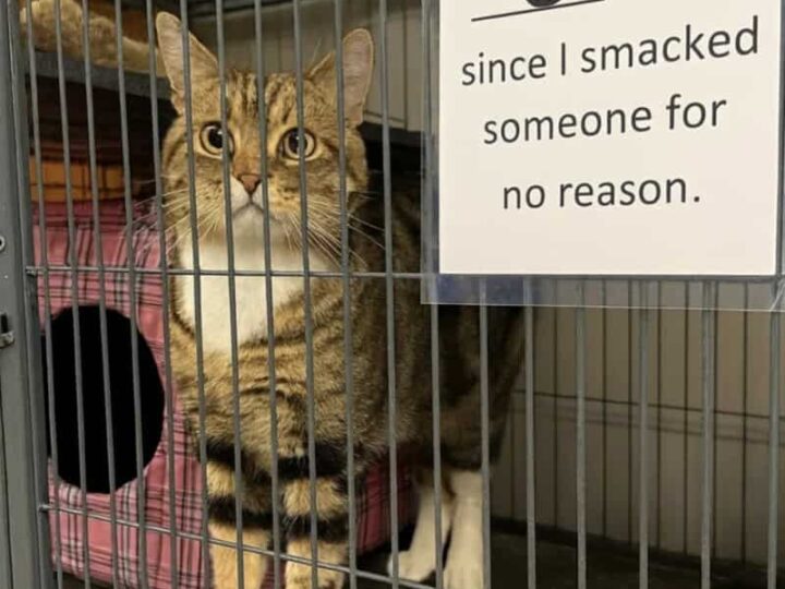 A tabby cat in a cage with a sign about being smacked for no reason.