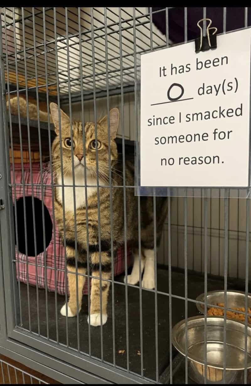 A tabby cat in a cage with a sign about being smacked for no reason.