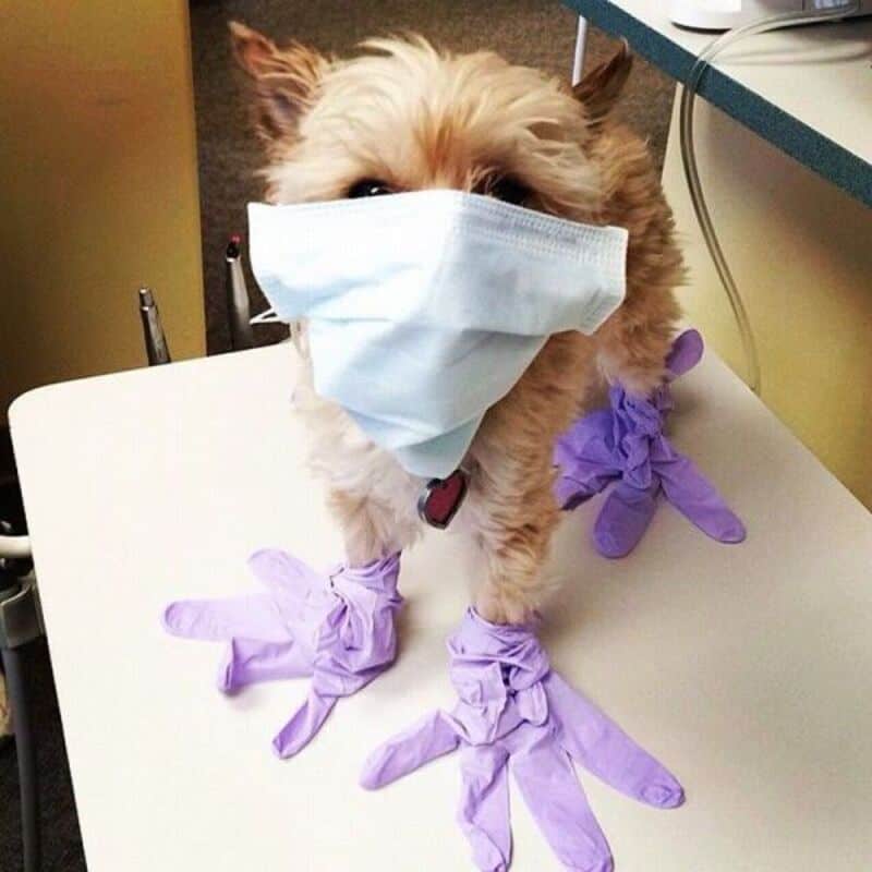Cute dog wearing a face mask and purple gloves, sitting on a table.