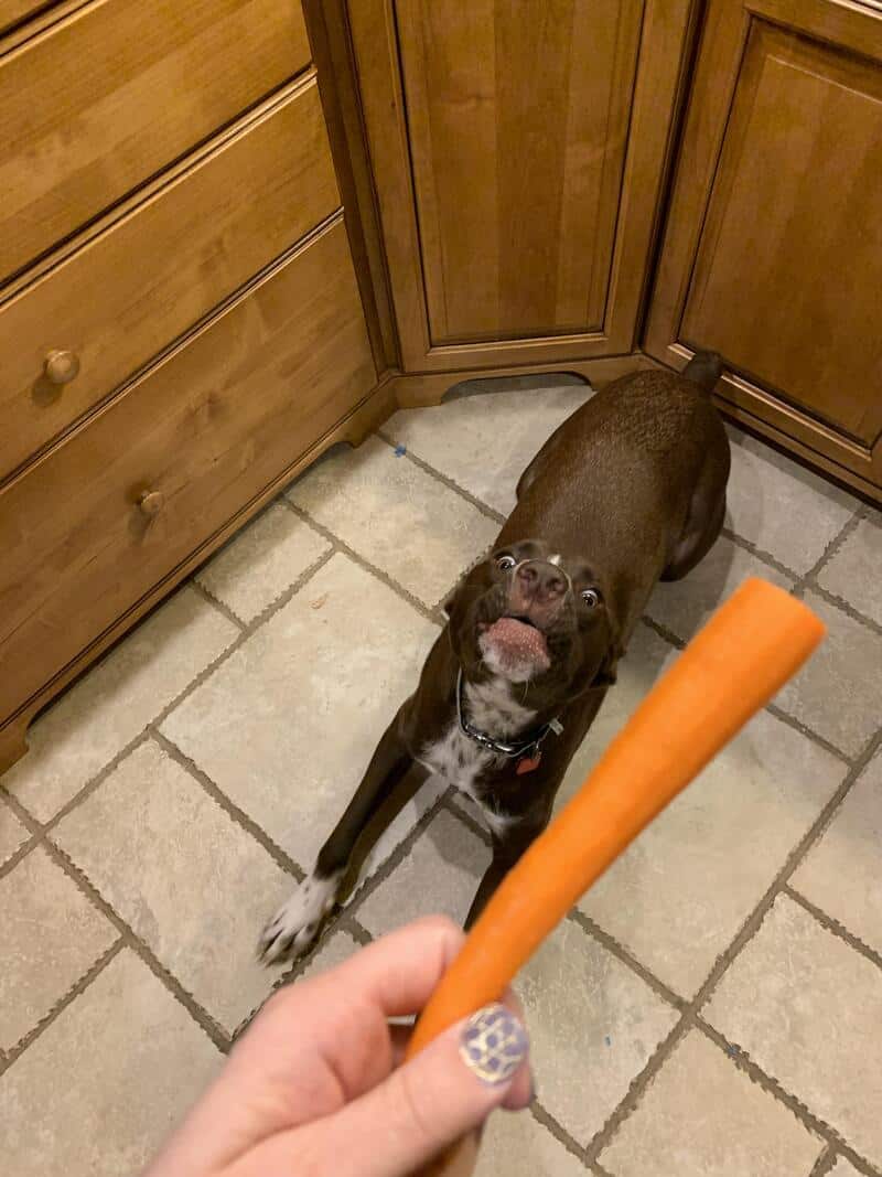Dog eagerly looking at a carrot held by a person in a kitchen.