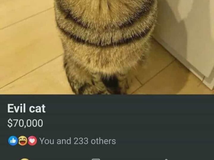 A tabby cat with a mischievous expression, sitting on a wooden floor.
