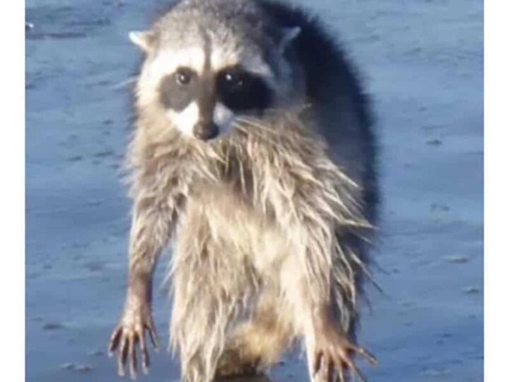 Cute raccoon with wet fur standing in water after shower.