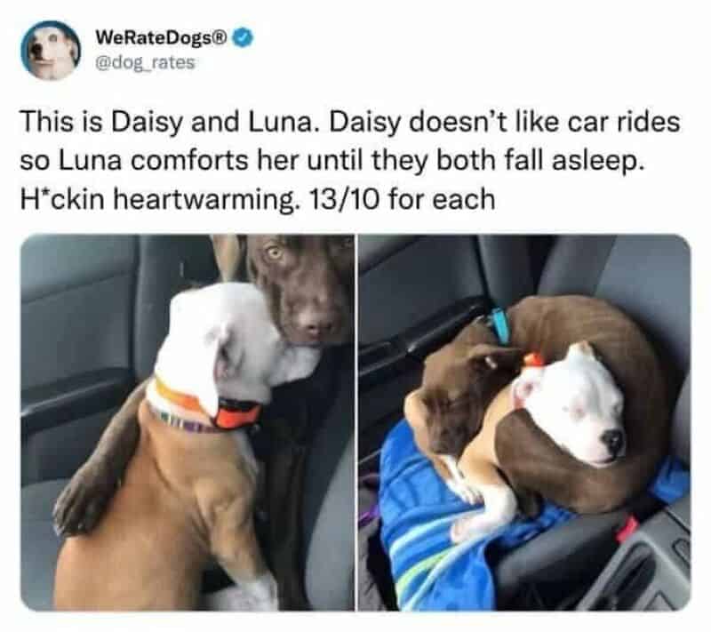 Daisy and Luna, two dogs, sitting close in a car, with Luna comforting Daisy.