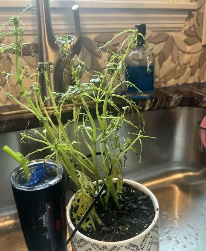 Wilted plant in a white pot on a kitchen sink with dish soap and sponge nearby.