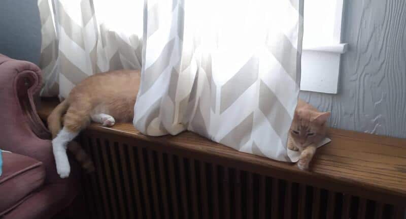 Two cats lying on a wooden radiator cover behind curtains.