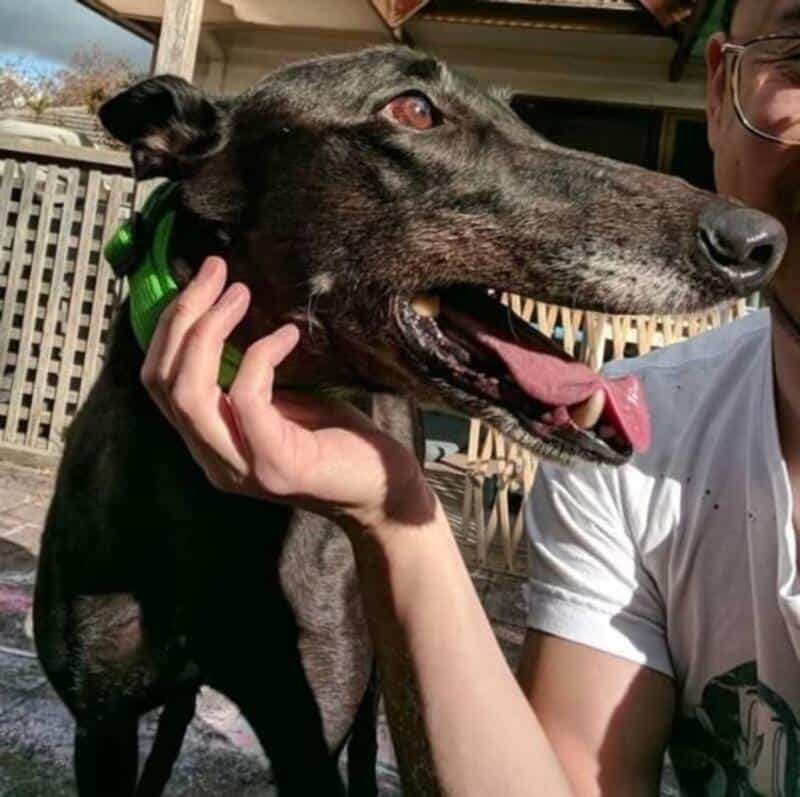 A person holding a large greyhound dog with a long snout and open mouth.