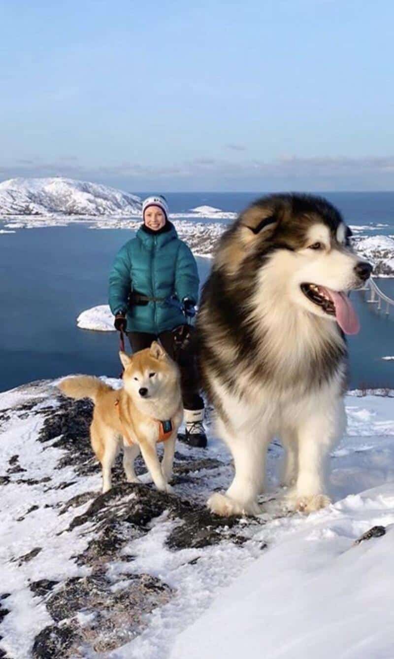 Person with two dogs on snowy rocks near water, snowy landscape in background.