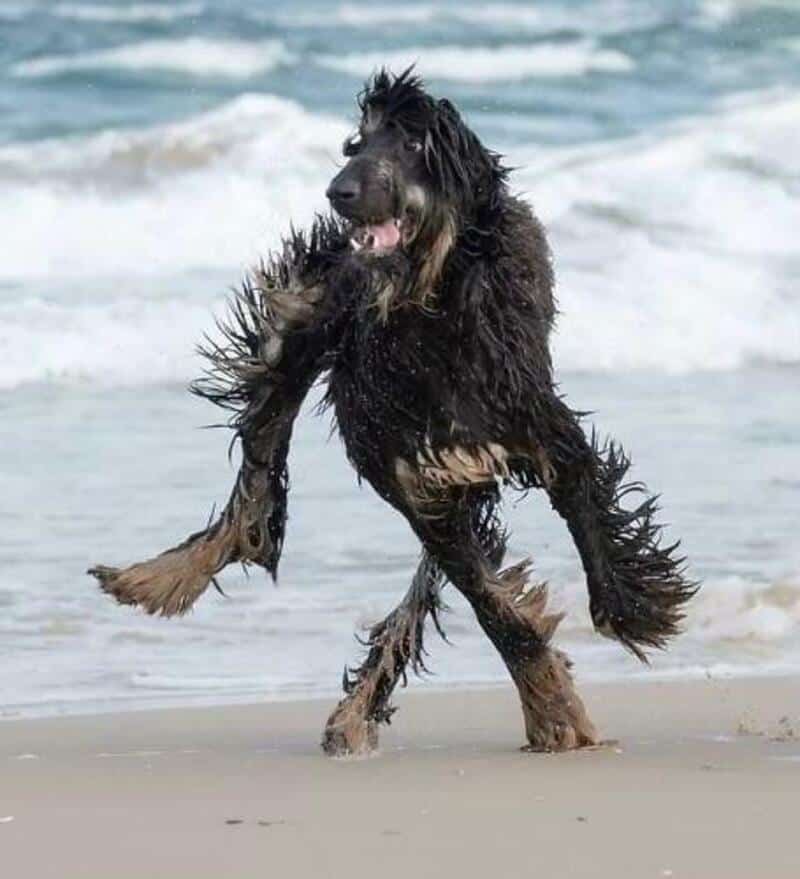 Dog with long fur playing in the ocean waves at the beach.