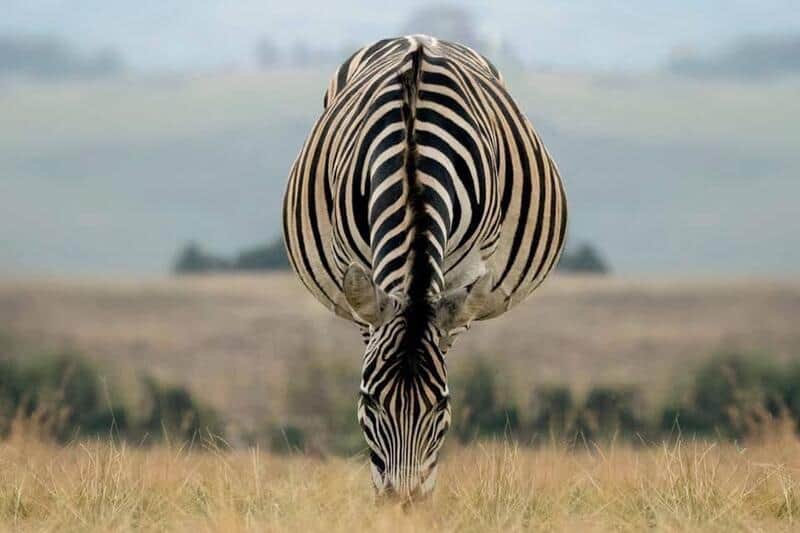 Zebra with its head down in a field, showing its black and white striped pattern.