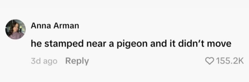 Anna Arman comments about a pigeon not moving when he stamped near it.