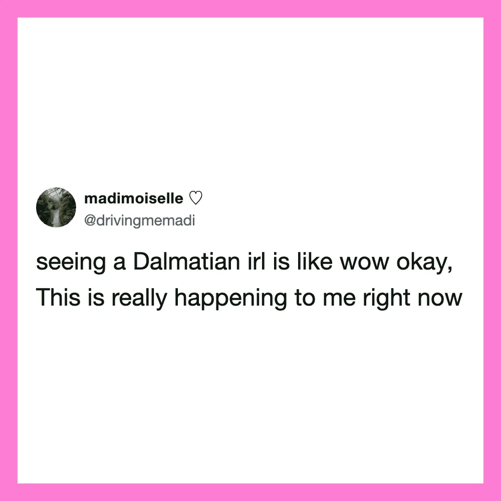 Tweet about seeing a Dalmatian in real life, expressing surprise and excitement.