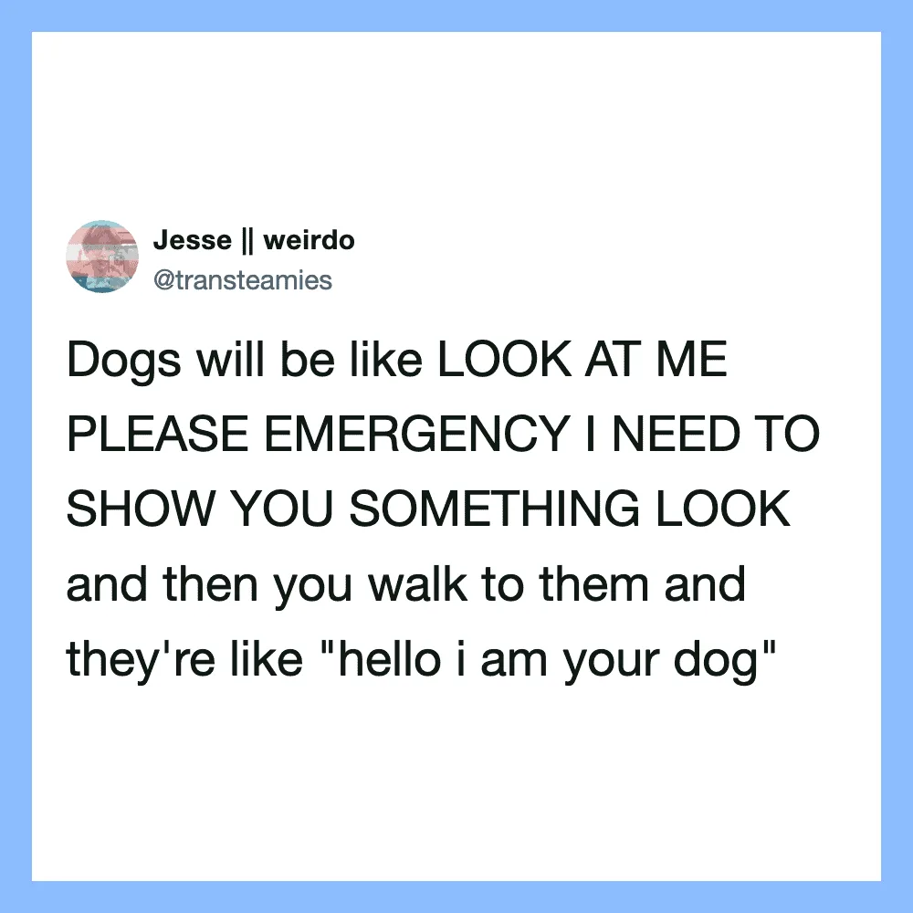 Twitter post by Jesse || weirdo about dogs looking at you and wanting to show something.