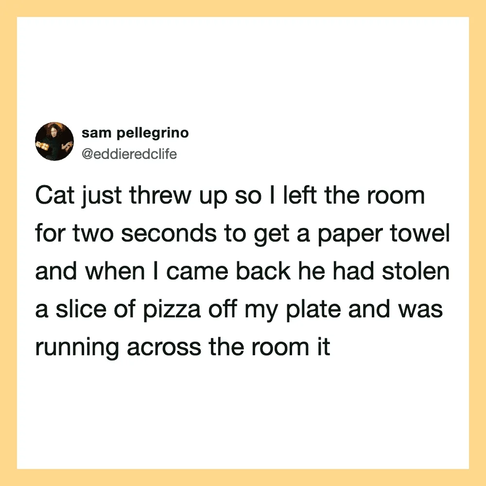 Cat stole a slice of pizza while owner left the room briefly.