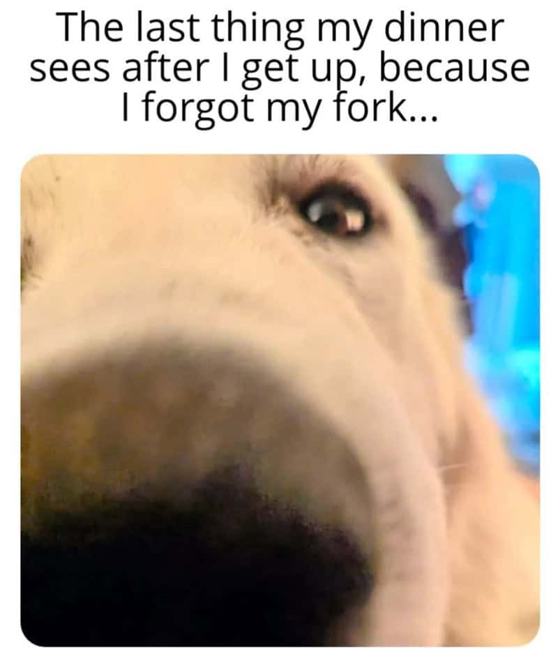 The last thing my dinner sees after I get up, because I forgot my fork...