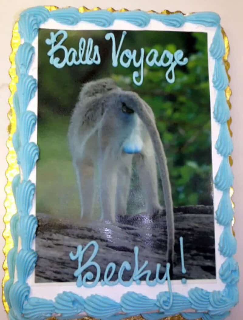 Cake with a photo of a manatee and the text 'Balls Voyage Becky!'.