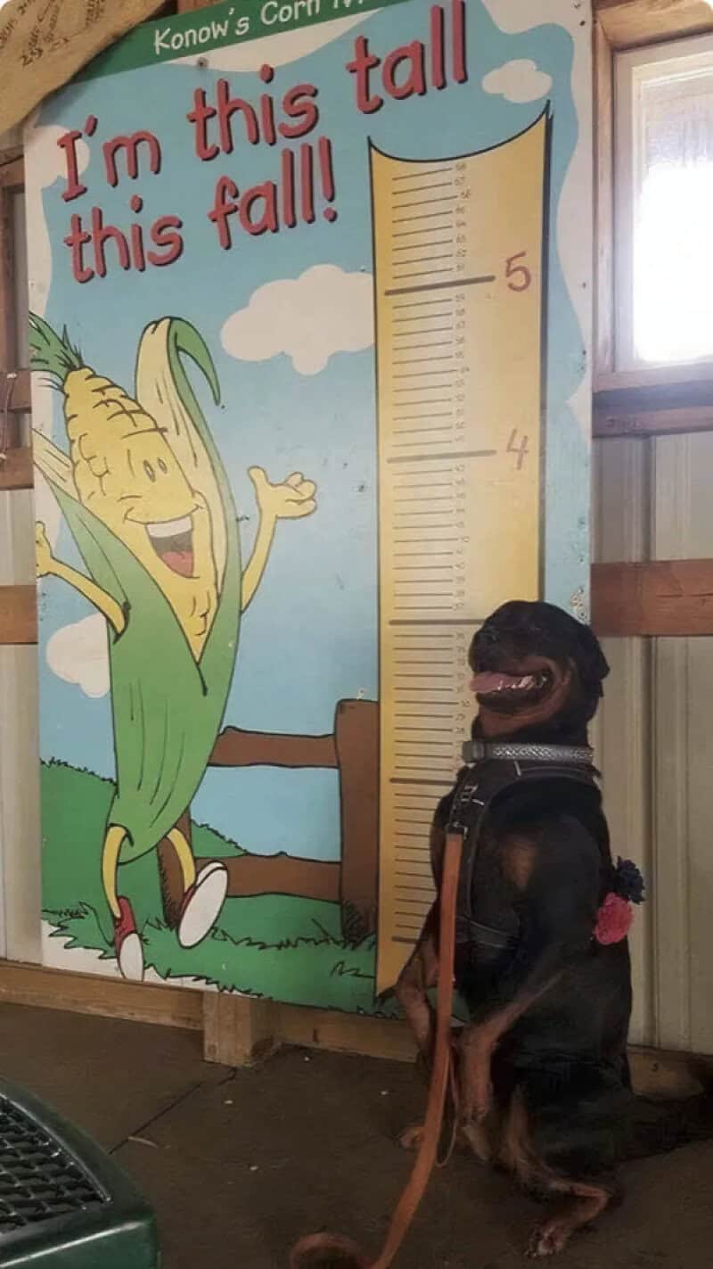 Dog sitting next to a height chart with a cartoon corn character.