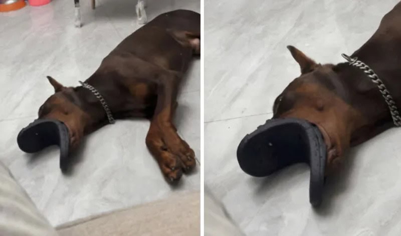 Dog lying on the floor with a black hat over its nose.