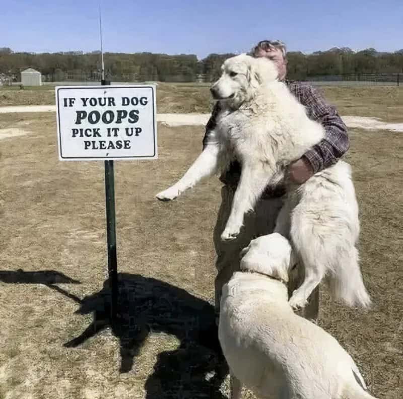 Dog poops sign with a person holding a large dog and a smaller dog nearby.