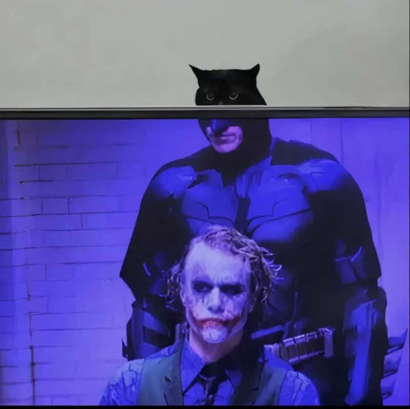Black cat peeking over TV with Joker and Batman images on screen.