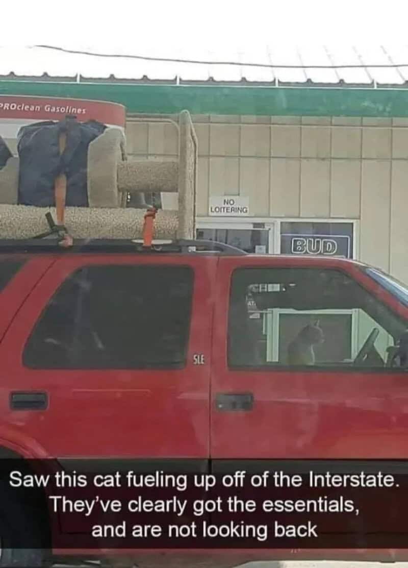 Cat fueling up off the Interstate with essentials, not looking back.