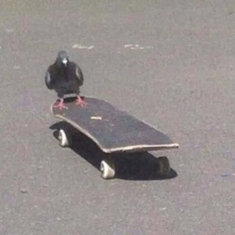 Pigeon standing on a skateboard on the street.