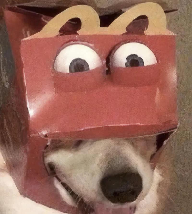 Dog with a box on its head that has cartoon eyes and ears, resembling a face.