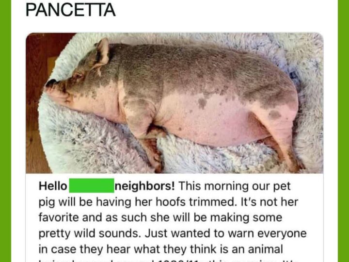 Pig lying on a fluffy surface with a humorous post about neighbors and a pig named Pancetta.