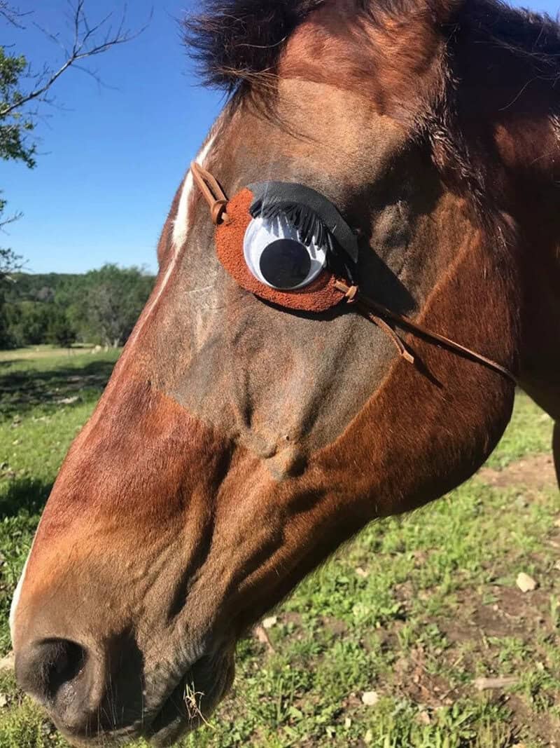Horse wearing googly eyes and black wig, funny outdoor scene.