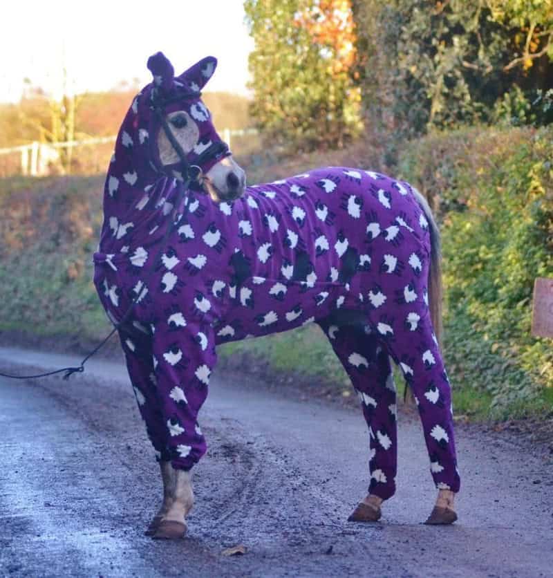 Horse in purple onesie with white spots, standing on a dirt road.