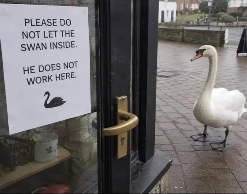 Sign on door says 'Please do not let the swan inside. He does not work here.' with a picture of a sw.