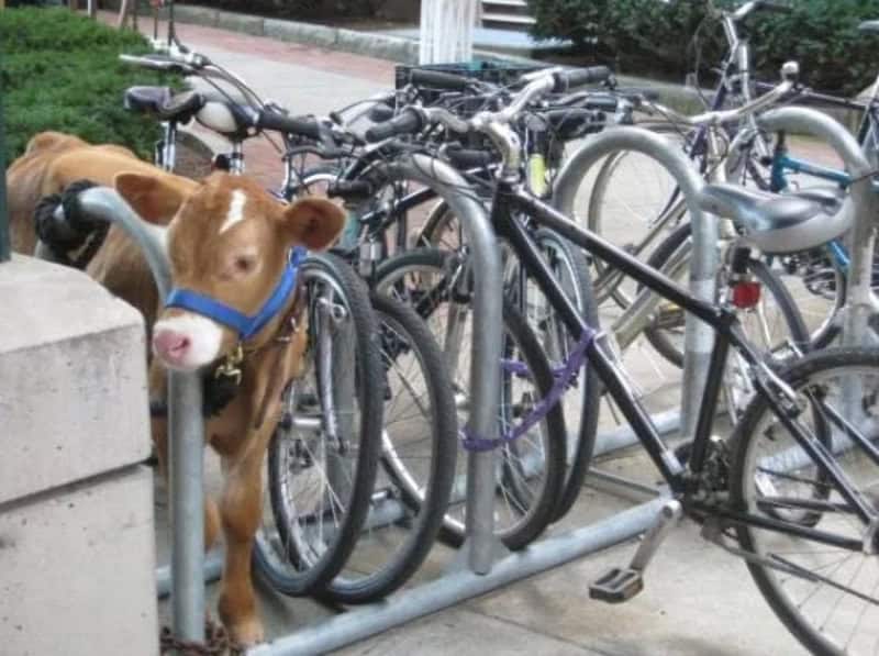 A cow peeks out from behind a bike rack with multiple bikes.