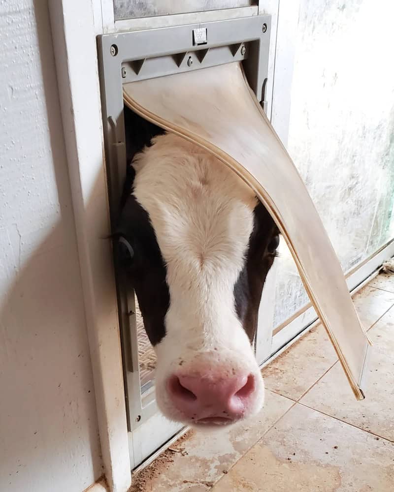 Cute cow peeking through a pet door with a flap hanging down.