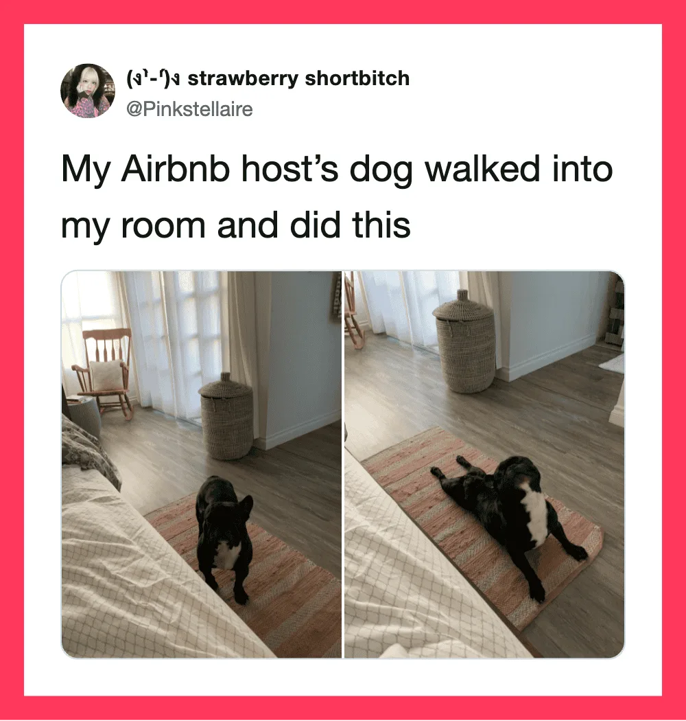 Photo of a dog lying on a rug in a room with curtains and furniture.
