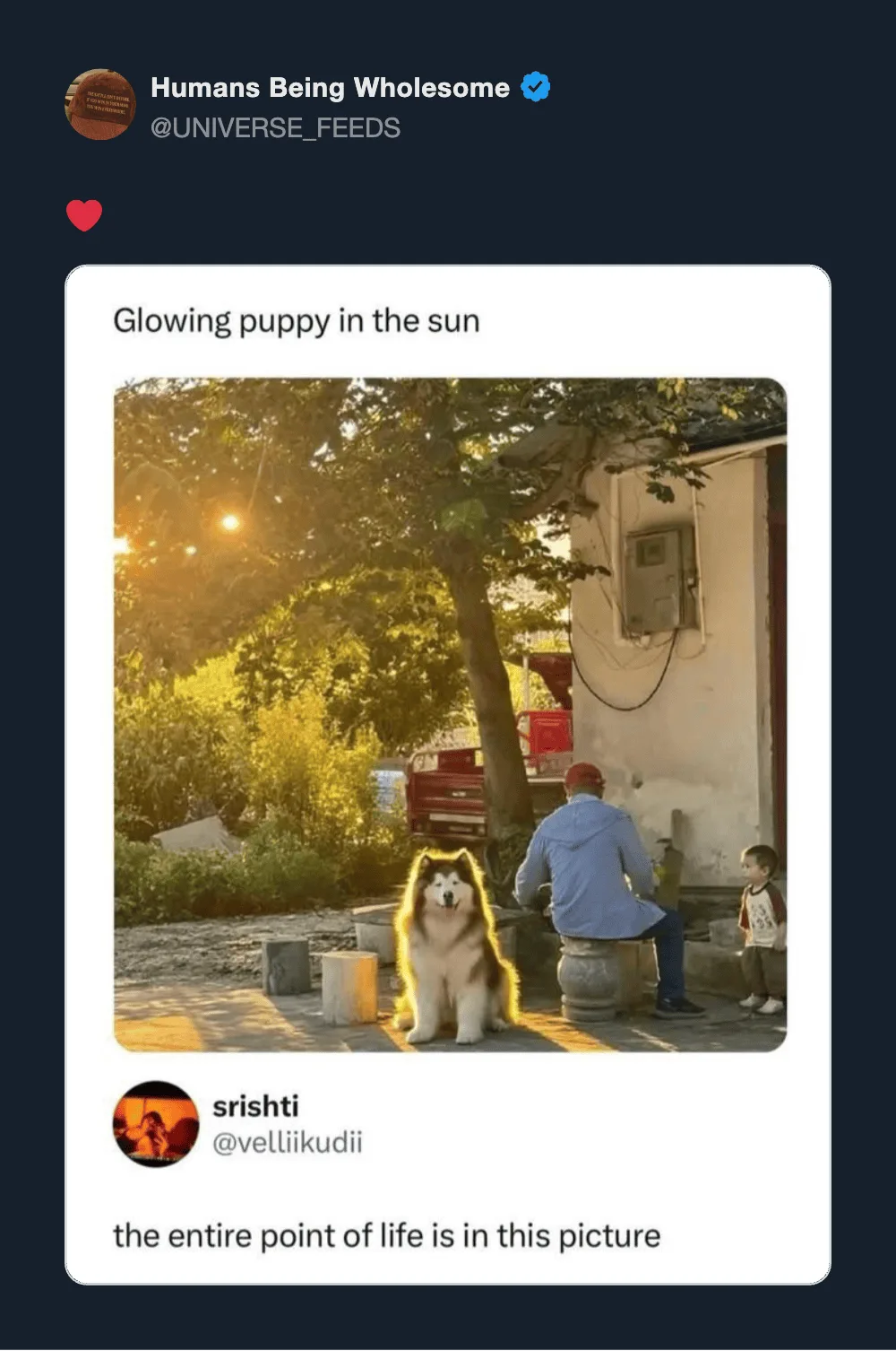 Glowing puppy in the sun with a person and a child nearby, under a tree.