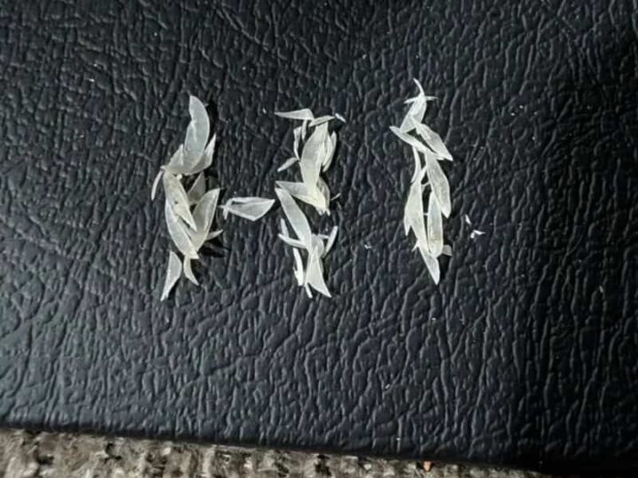 Small fish-shaped paper cutouts on a black textured surface.