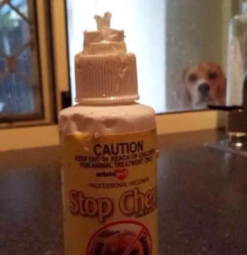 A bottle of Stop Chew with a dog looking through the window in the background.