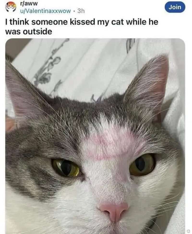 Close-up of a cat with a pink mark on its forehead, lying down.