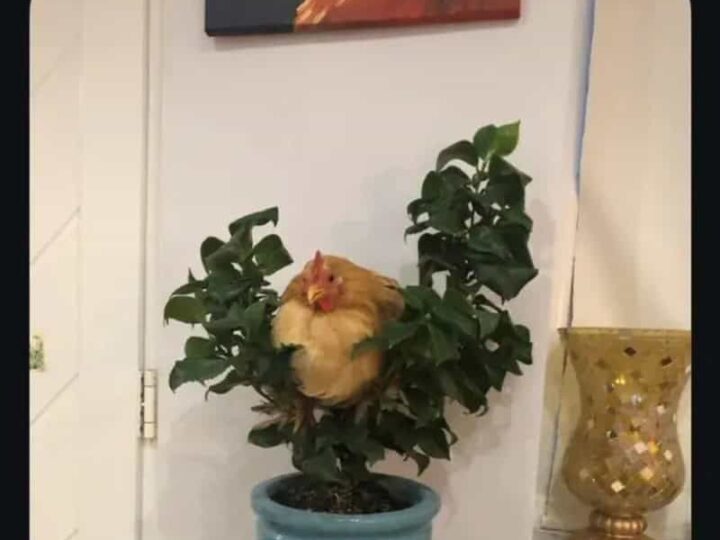 Chicken sitting in a potted plant with leaves, kids left the back door open again.