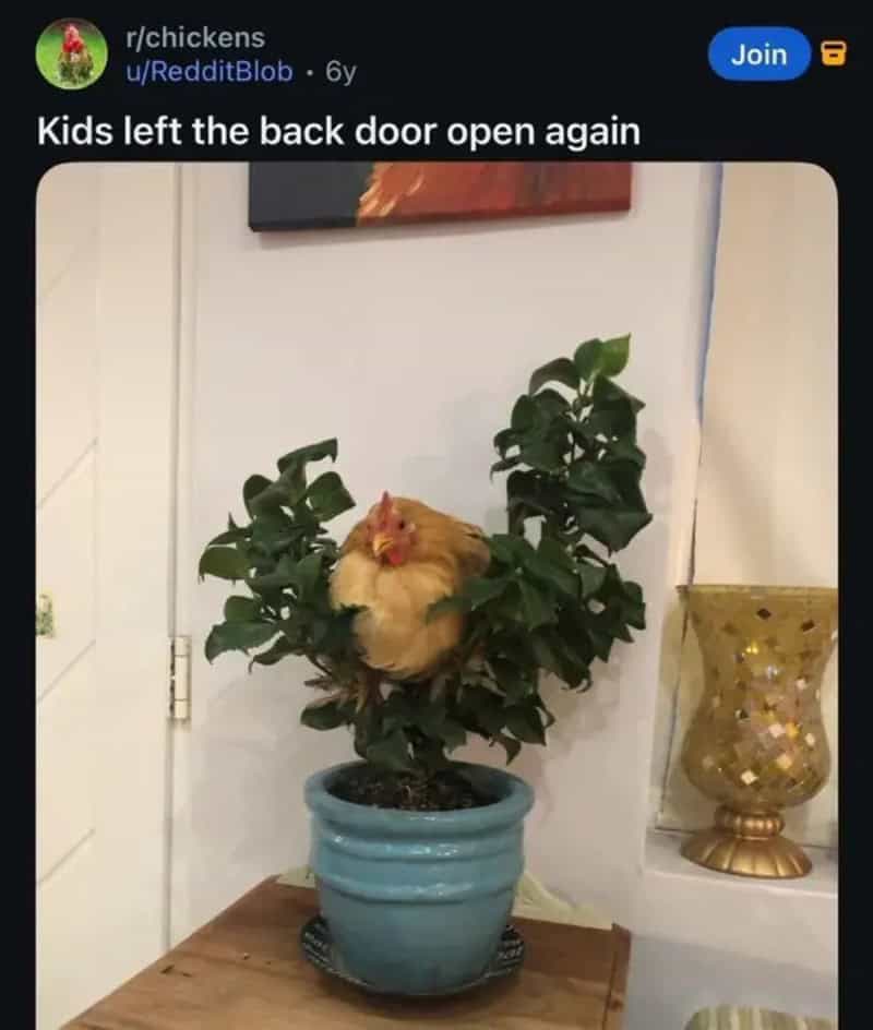 Chicken sitting in a potted plant with leaves, kids left the back door open again.