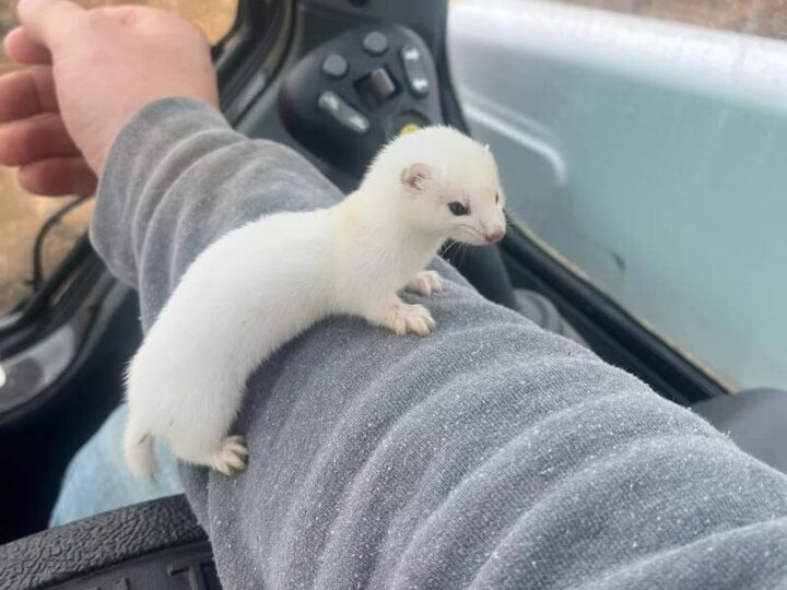 Small white ferret on a person's arm inside a vehicle.