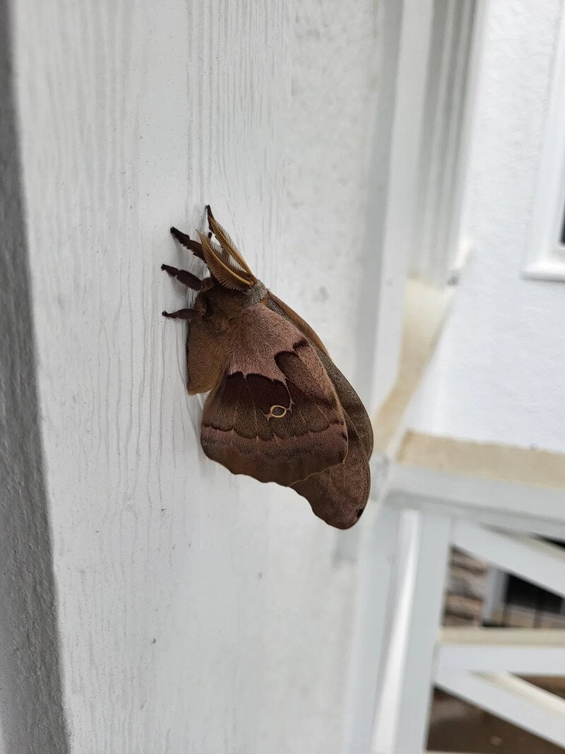 A brown moth with yellow markings on its wings resting on a white wall.