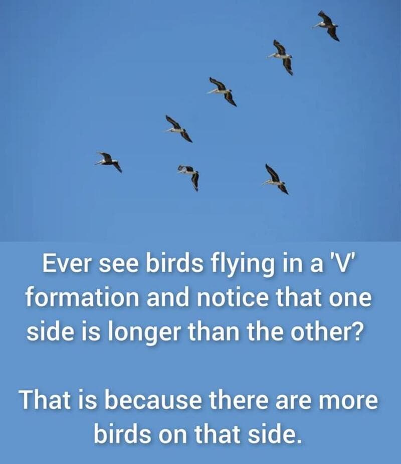 Ever see birds flying in a 'V' formation and notice that one side is longer?.