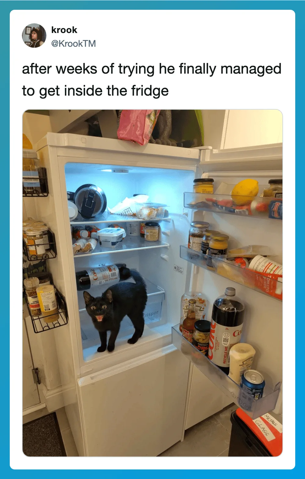 Black cat inside open fridge with food, after weeks of trying to get in.