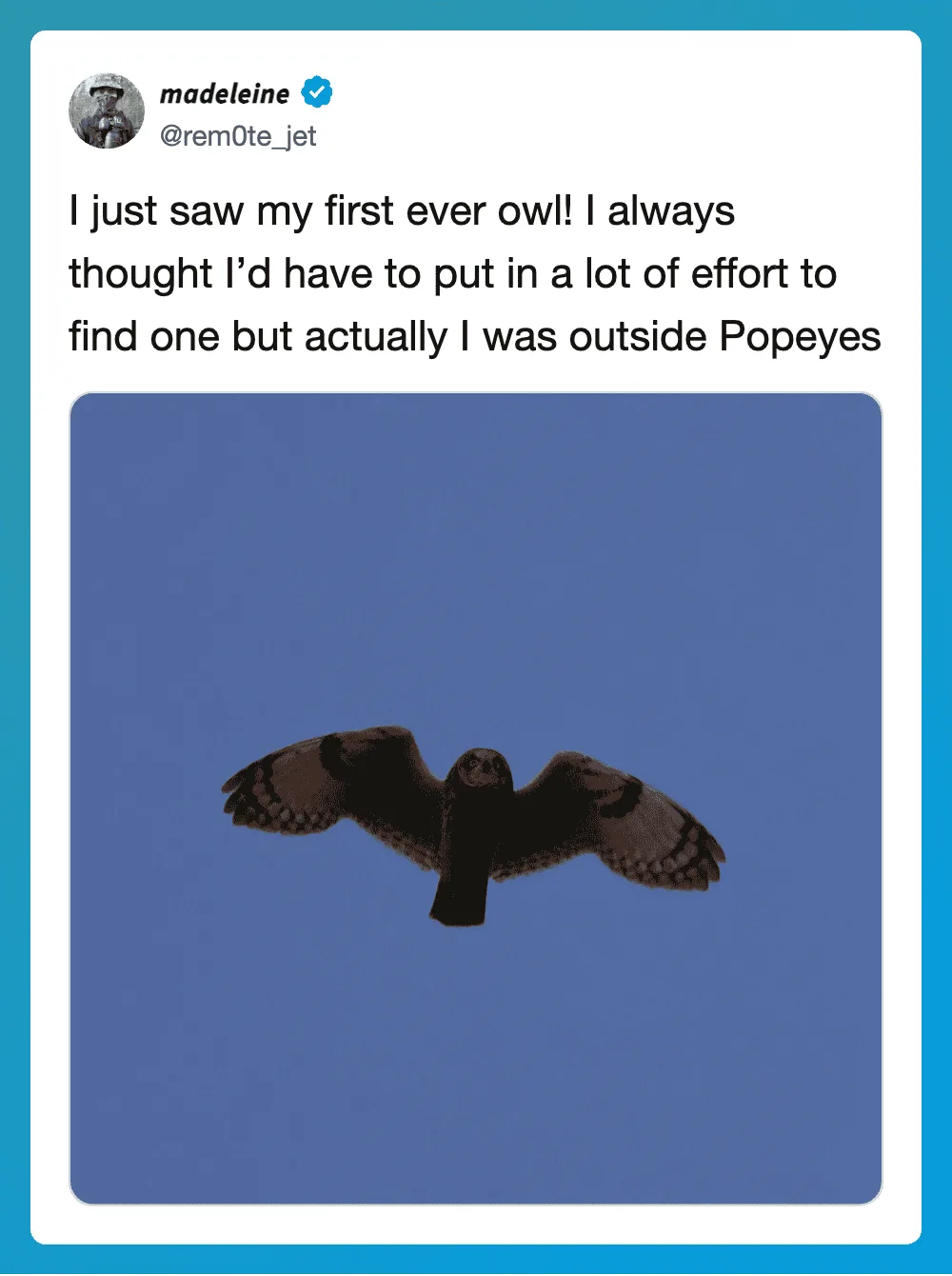 Owl flying in clear blue sky with tweet about first owl sighting.