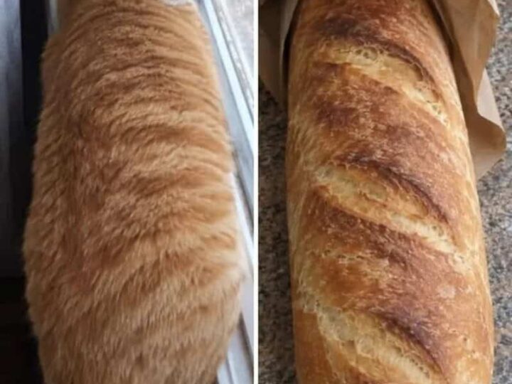 Orange tabby cat looking out the window next to a loaf of bread.