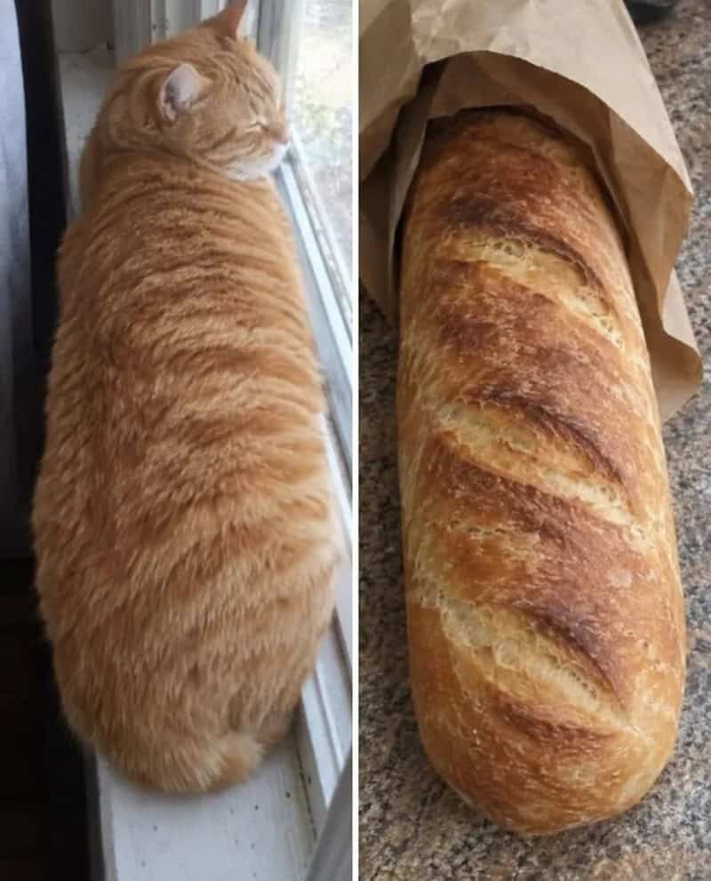 Orange tabby cat looking out the window next to a loaf of bread.