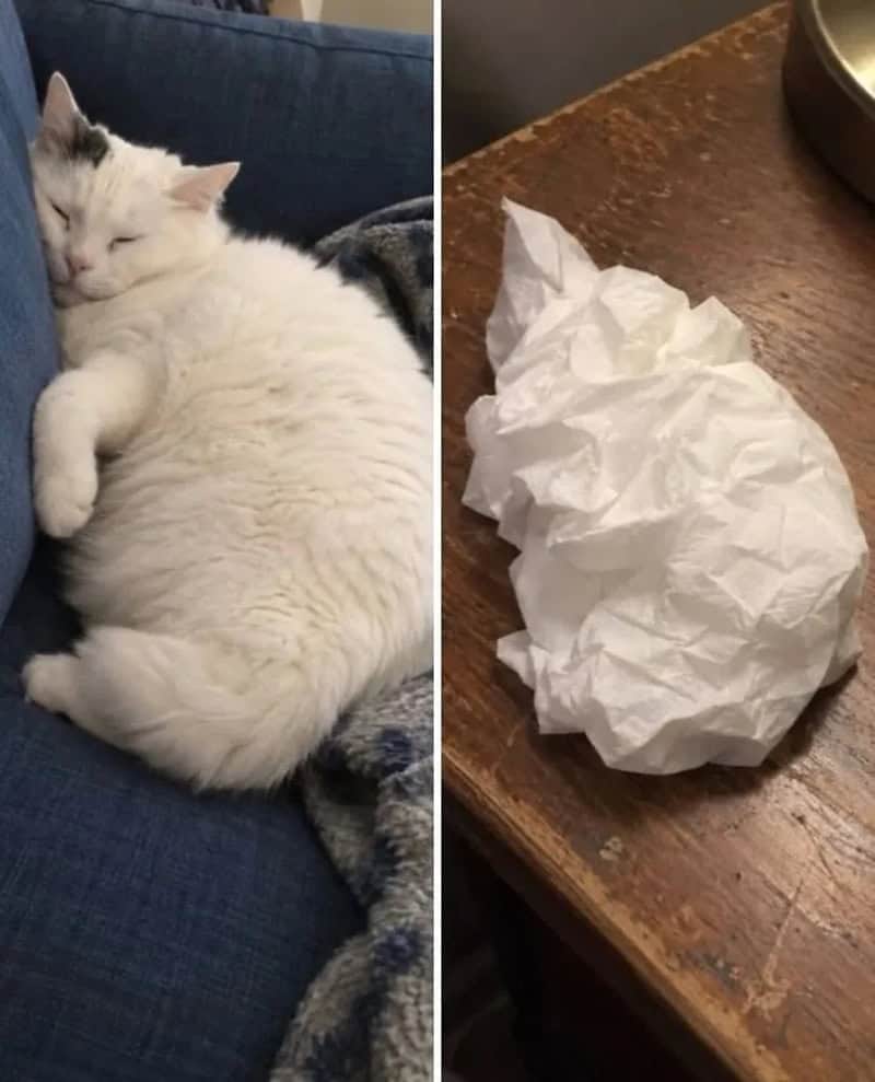 White cat sleeping on a blue couch next to a crumpled tissue paper.
