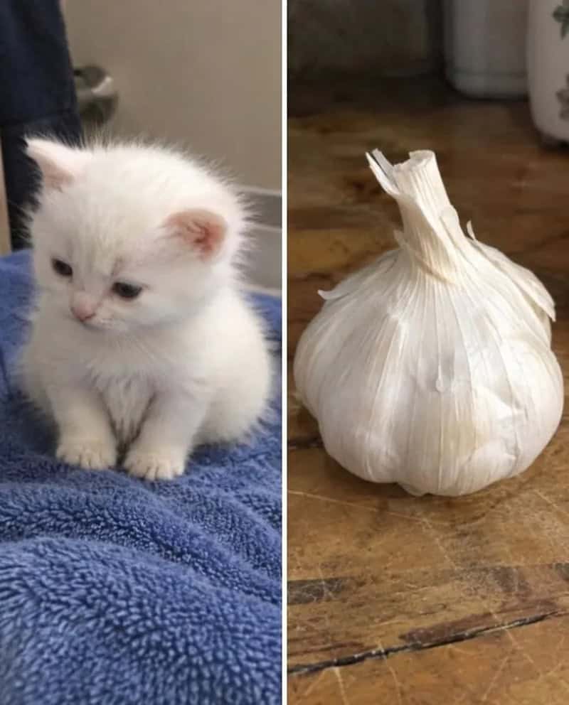 White kitten next to a large garlic bulb, both resembling each other.