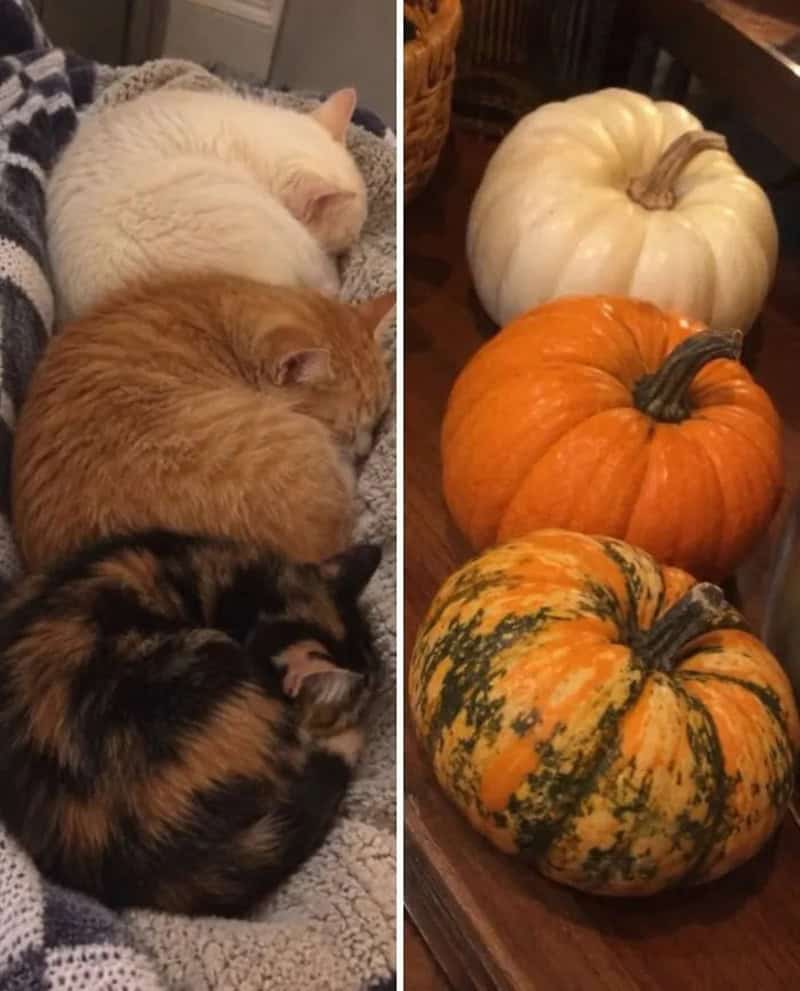 Three cats sleeping next to three pumpkins of different colors and shapes.