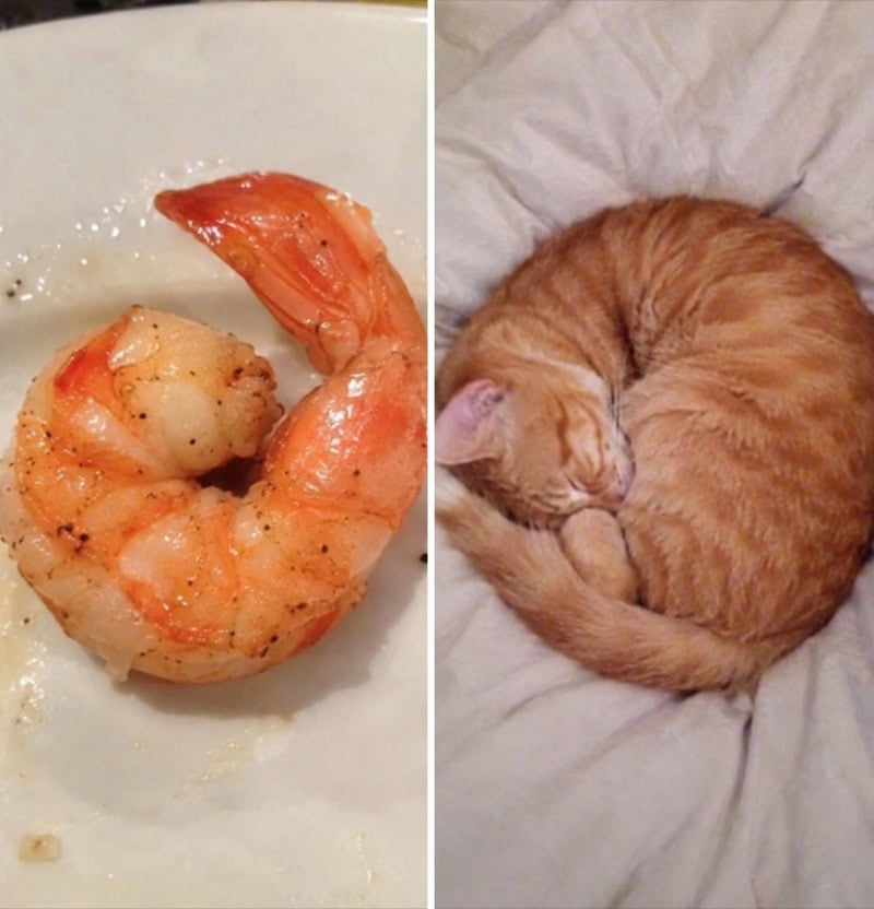 Shrimp on the left, curled-up orange tabby cat on the right.